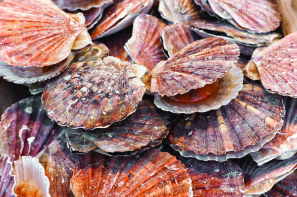 A bunch of scallops for sale at a street market
